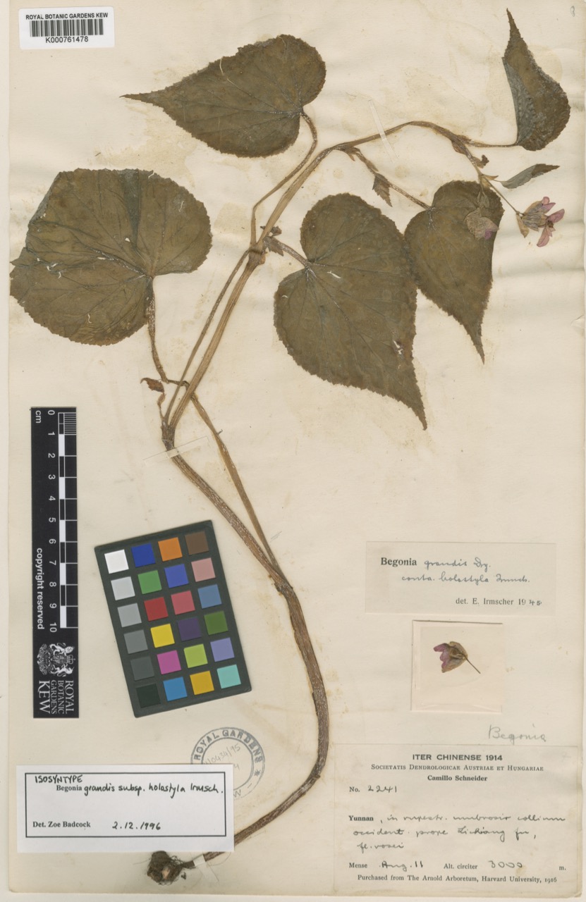 B. grandis ssp. holostyla